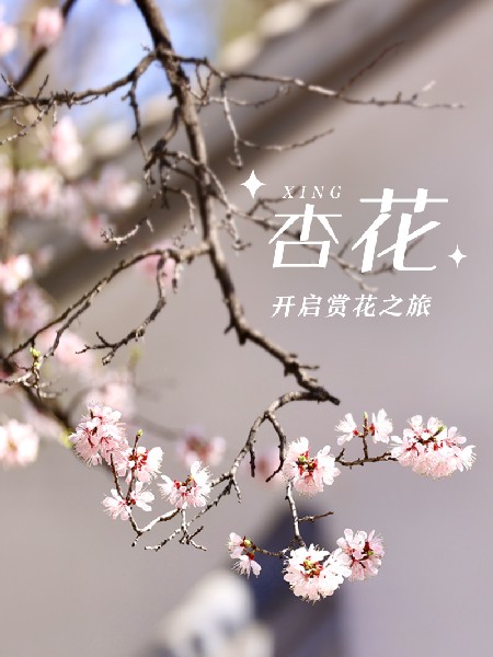 追花指南第六期！杏花雨 楊柳風(fēng) 北京最美的杏花在這里