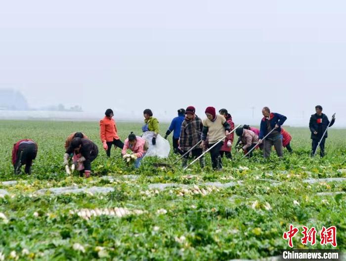 蔬菜基地工人正搶抓農(nóng)時(shí)采收蘿卜。　 汪澤民 攝