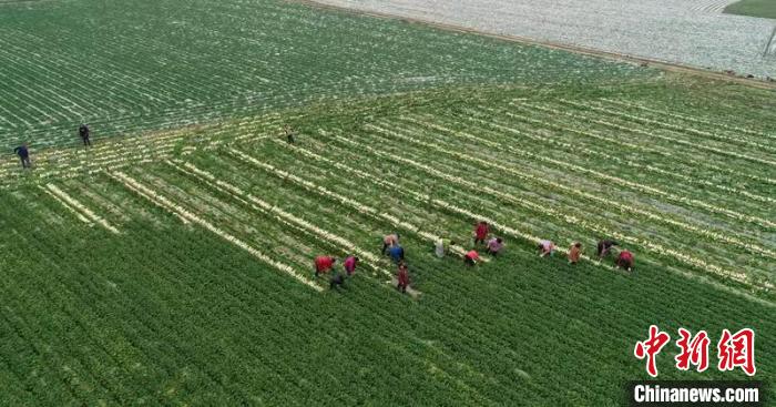 蔬菜基地工人正搶抓農(nóng)時(shí)采收蘿卜?！?彭圣洲 攝