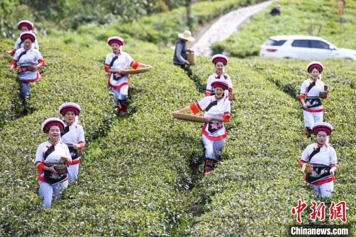 白族村民走進(jìn)茶園采摘?！钊A峰 攝