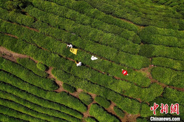 茶農(nóng)正在采摘新鮮茶葉?！√普?攝