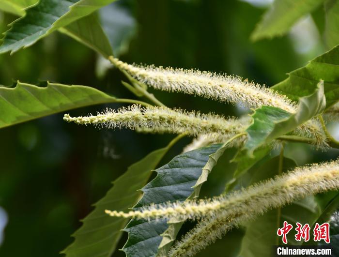 毛茸茸的栗花。　郝云崎 攝