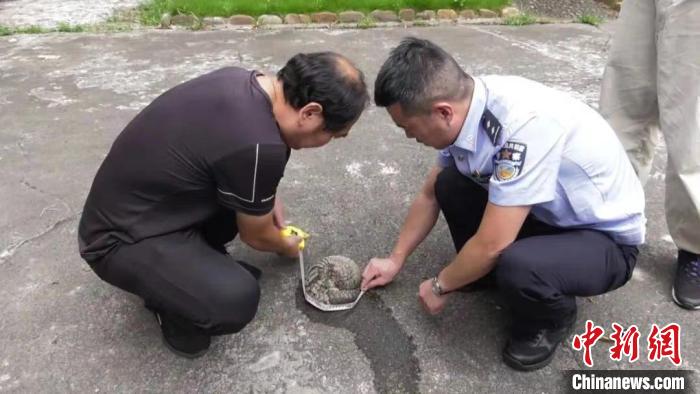 福建沙縣：救助并放歸國家一級保護動物穿山甲