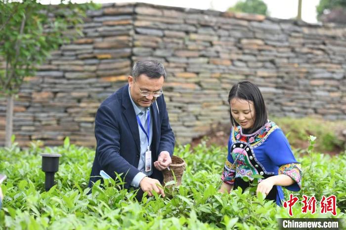 東盟國家媒體記者在辰龍關(guān)茶園采茶?！钊A峰 攝