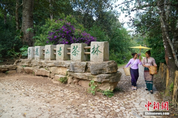 普洱景邁山古茶林文化景觀位于中國云南省普洱市瀾滄拉祜族自治縣惠民鎮(zhèn)。<a target='_blank' href='/' _fcksavedurl='/'><p  align=