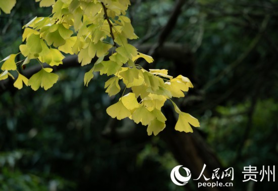 觀山湖公園秋意漸濃。人民網(wǎng) 陽茜攝