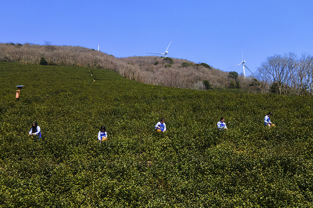 茶農(nóng)們搶抓晴好天氣采摘春茶。楊云中攝