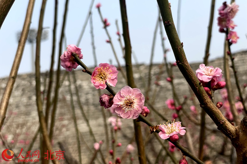 明城墻遺址公園梅花初綻。 人民網(wǎng) 池夢(mèng)蕊攝