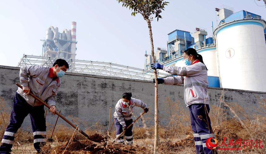 邢臺(tái)金隅職工在石邢公路沿線植樹(shù)。 宋繼昌攝