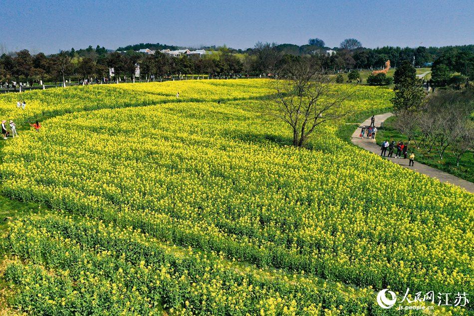 高淳區(qū)椏溪國際慢城桃花扇廣場油菜花田。劉列攝