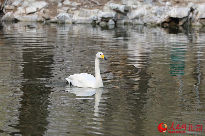 北京動物園水禽湖上，水鳥游弋其中，傳遞春的消息。人民網(wǎng) 尹星云攝