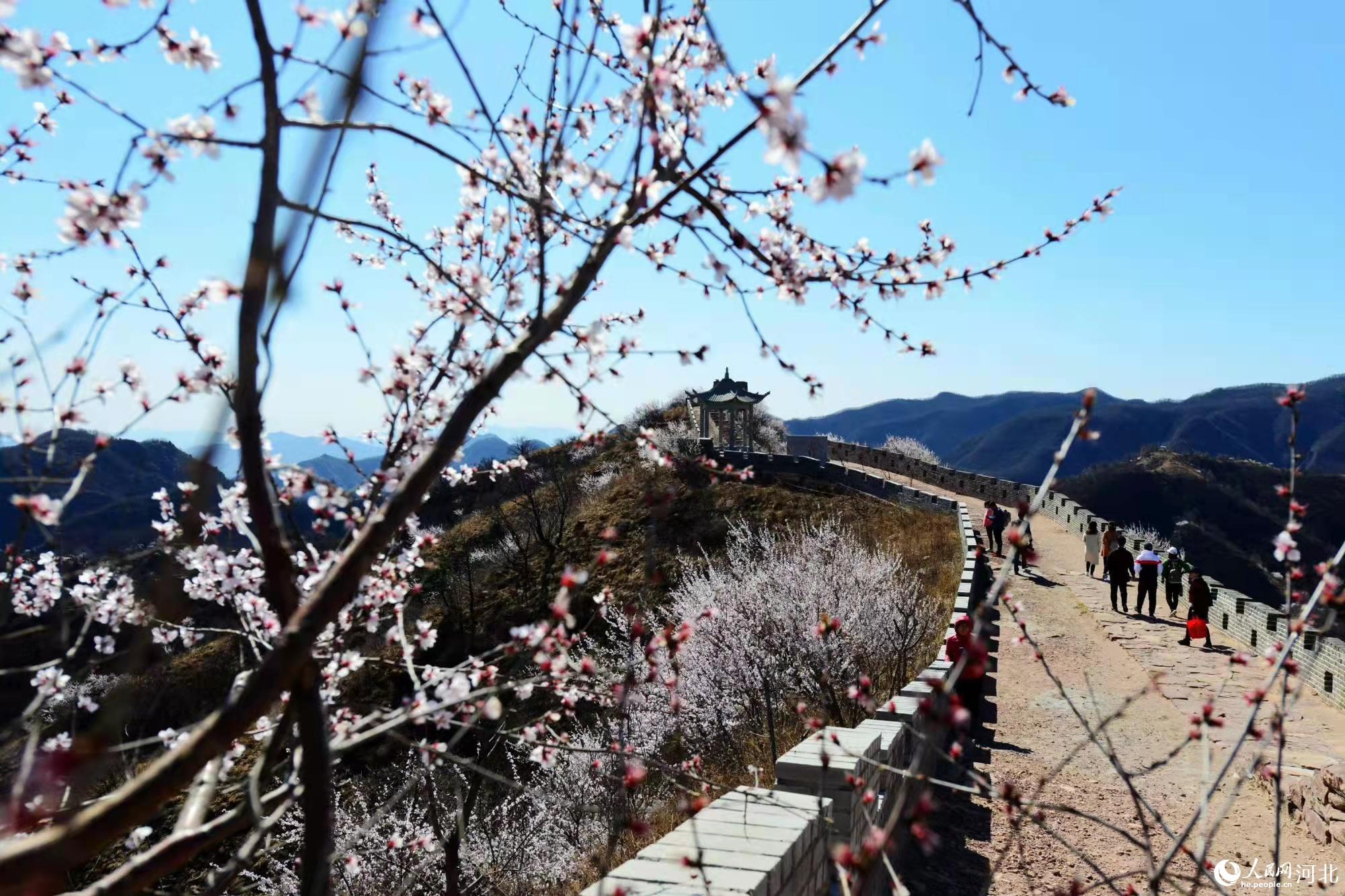 邢臺(tái)九龍峽景區(qū)鮮花盛開。 馬健攝