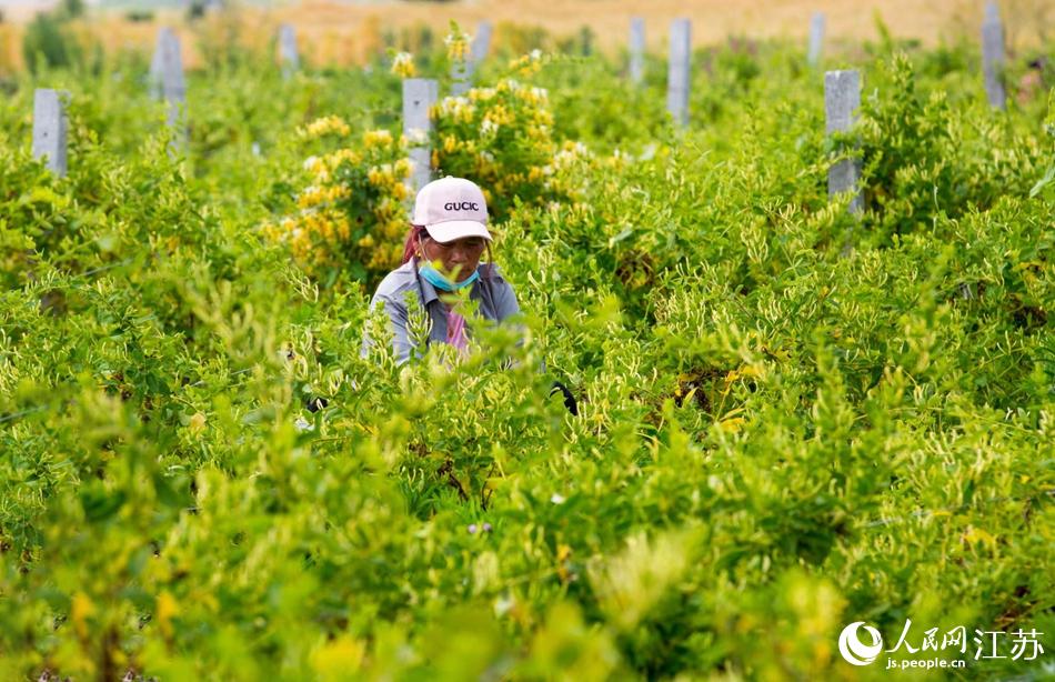 淮安市淮安區(qū)復興鎮(zhèn)的金銀花進入采摘黃金期。紀星名攝