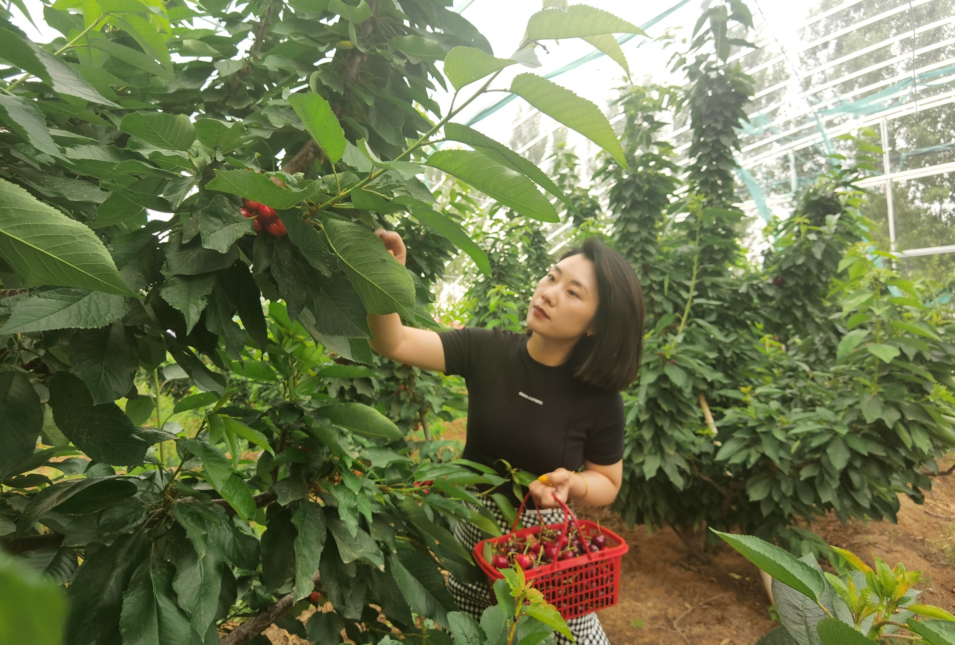 穿行林間，游客摘下一串串“紅瑪瑙”，感受鄉(xiāng)村別樣風景。 劉柯旋攝