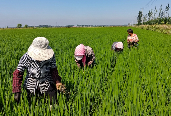 7月15日，農(nóng)民在河北省玉田縣石臼窩鎮(zhèn)王家樓村稻田勞作。 張仁杰攝