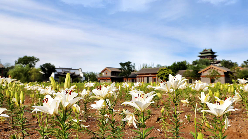 北京世園公園百合陸續(xù)盛放。（北京世園公園供圖）