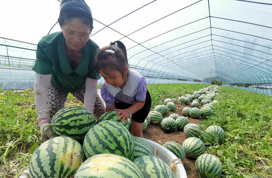 在北辰區(qū)雙街鎮(zhèn)的西瓜種植基地內(nèi)，種植農(nóng)戶們正忙著采收。陳立興攝