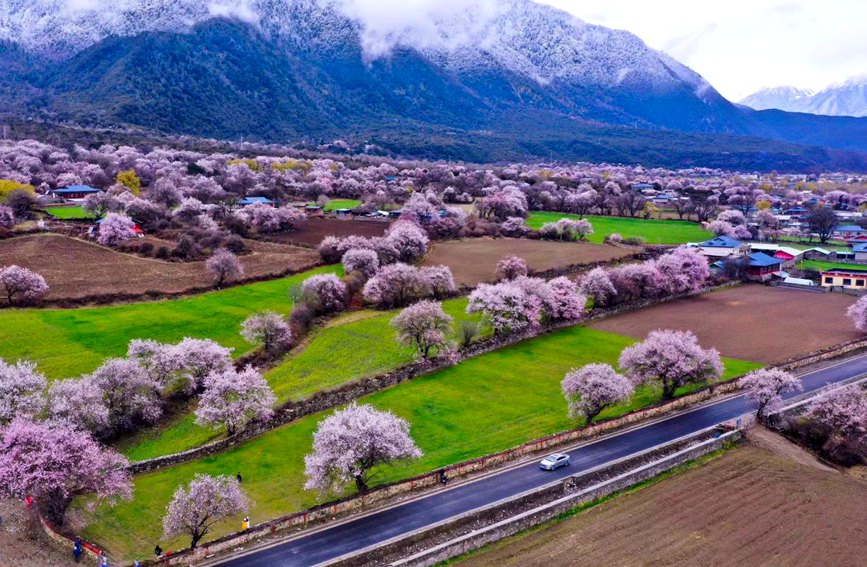 波密縣傾多鎮(zhèn)如納村盛開的桃花。徐馭堯攝