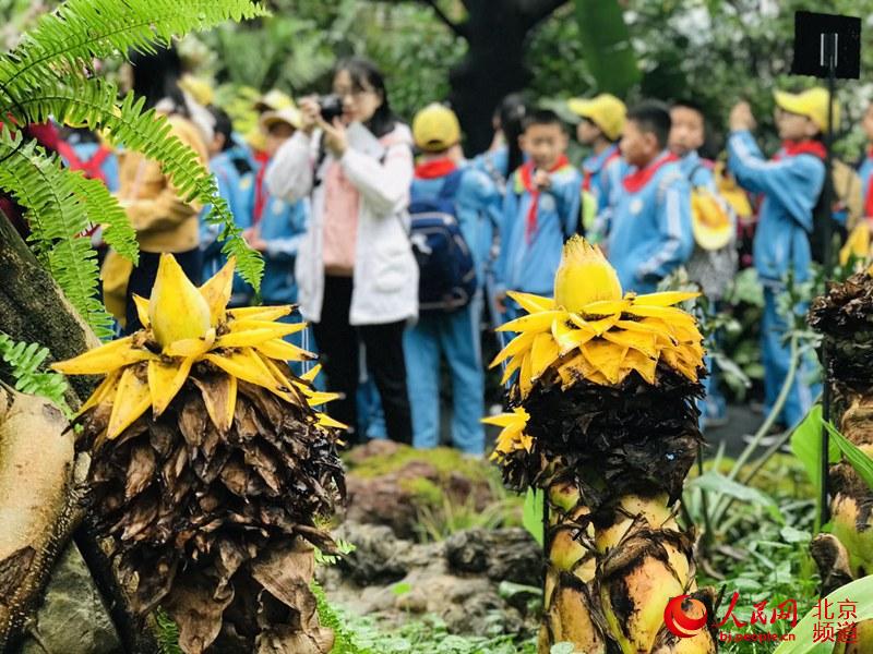 植物館里的地涌金蓮。地涌金蓮原產(chǎn)中國云南，為中國特產(chǎn)花卉。人民網(wǎng) 董兆瑞攝