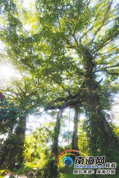 百花嶺雨林文化旅游區(qū)內(nèi)的百年古榕樹。海南日報記者 蘇曉杰 攝