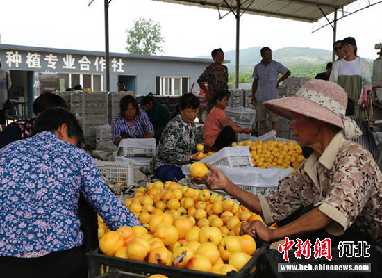 圖為秦皇島市撫寧區(qū)“首屆黃桃文化節(jié)”開幕。 許慧敏 攝