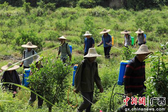 8月18日，在廣西柳州市融安縣大良鎮(zhèn)古蘭村古蘭屯，村民在金桔基地打藥。譚凱興 攝