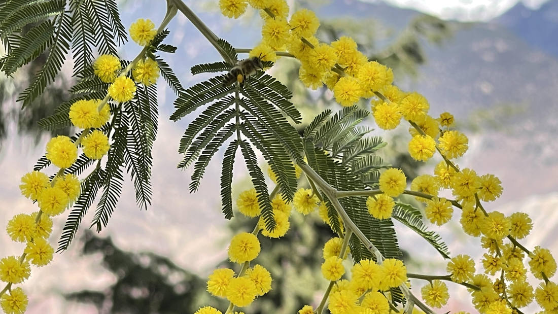 蜜蜂在金合歡花枝上休憩。