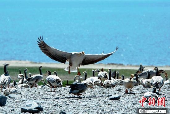 圖為青海濕地生態(tài)。(資料圖) 談林明 攝