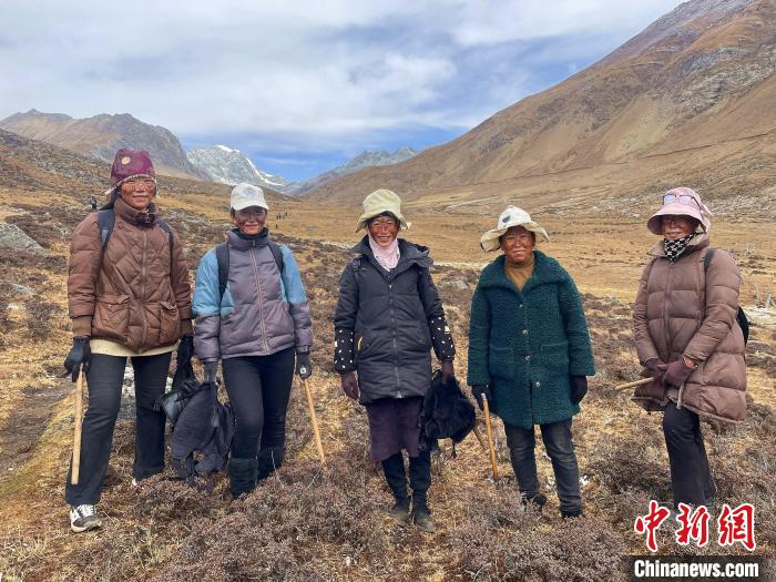 藏族阿佳們涂上自制防曬“面膜”上山找蟲草。　冉文娟 攝