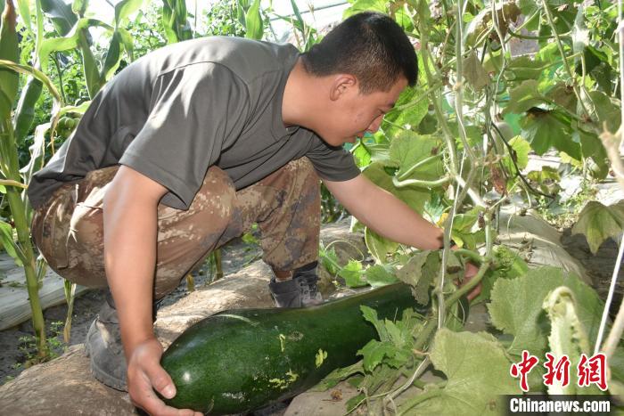 圖為阿里軍分區(qū)某邊防團官兵在溫室摘菜?！￡悋[岳 攝