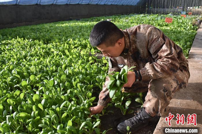 圖為阿里軍分區(qū)某邊防團官兵在溫室摘菜?！￡悋[岳 攝