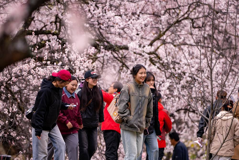 桃花盛開(kāi)惹人醉，八方游客賞花來(lái)。徐馭堯攝