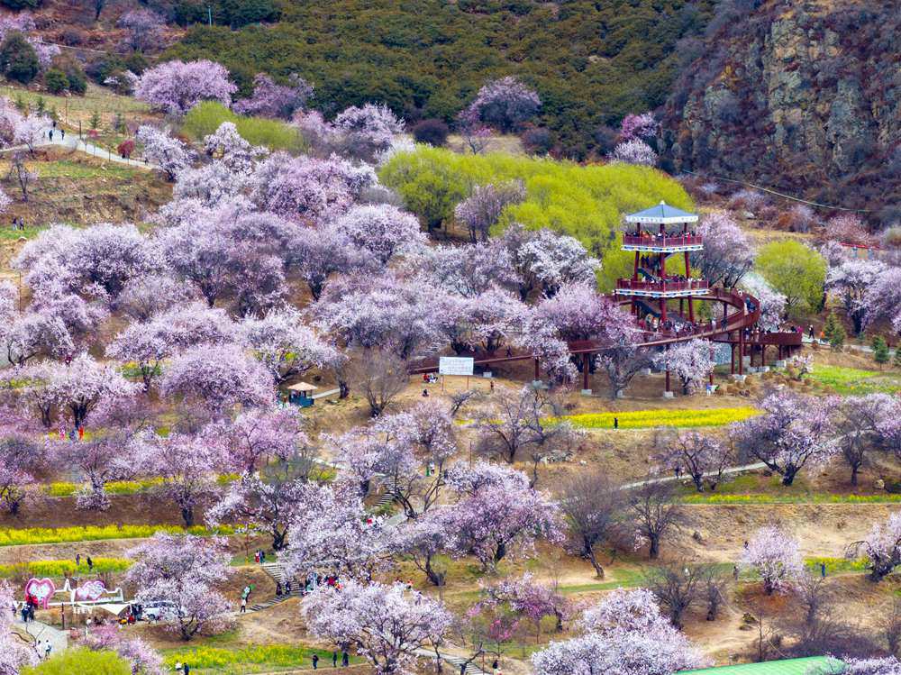 桃花盛開(kāi)惹人醉，八方游客賞花來(lái)。徐馭堯攝