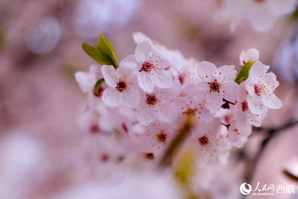 桃花盛開(kāi)惹人醉。人民網(wǎng)記者 次仁羅布攝