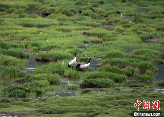 圖為祁連山國家公園青海片區(qū)內(nèi)的黑頸鶴?！∑钸B山國家公園青海省管理局供圖 攝