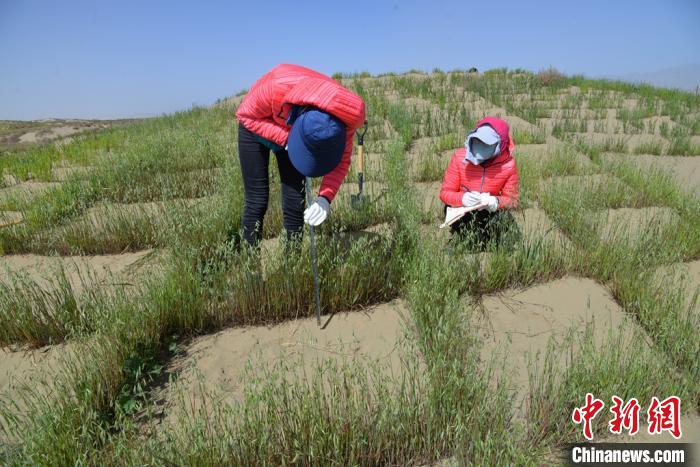 圖為工作人員在調(diào)查沙障技術(shù)成果。　張登山 攝