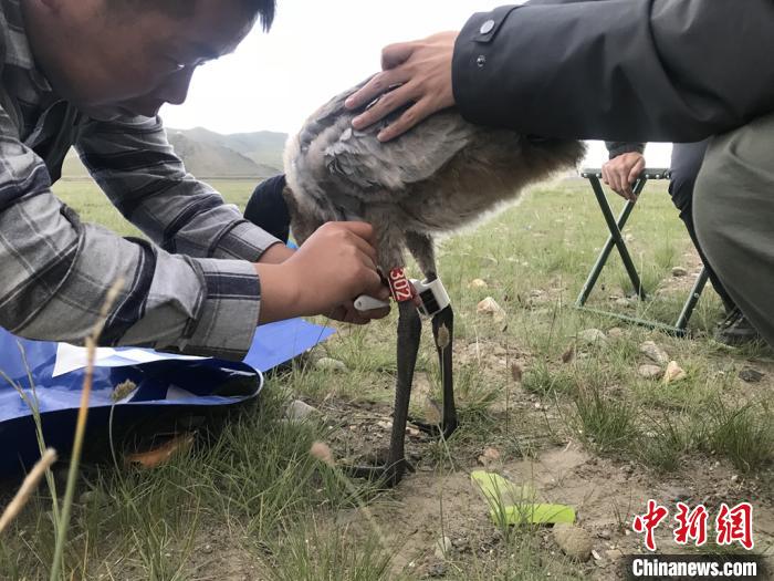 圖為研究人員為黑頸鶴佩戴GPS跟蹤設(shè)備。祁連山國家公園青海省管理局供圖