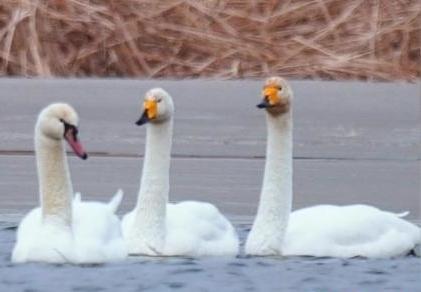 圖為疣鼻天鵝與大天鵝?！∏嗪?guó)家公園觀鳥(niǎo)協(xié)會(huì)供圖 攝