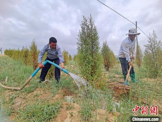 圖為扎西和村民給樹澆水?！∑钤鲚怼z