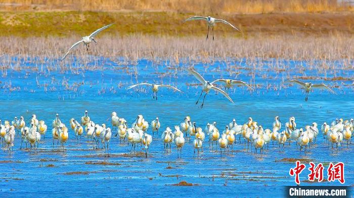 沿海濕地，鳥類天堂。　鹽城市委宣傳部供圖