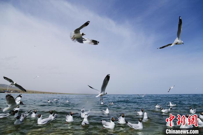 圖為水鳥在青海湖飛翔?！●R銘言 攝