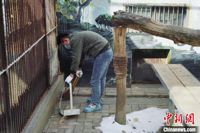 圖為雪豹“奶爸”史壽軍正在打掃豹館衛(wèi)生。　馬銘言 攝