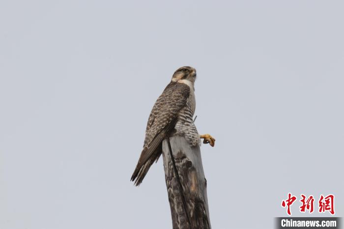 青?，斂珊訃?guó)家濕地公園鳥類監(jiān)測(cè)達(dá)44種