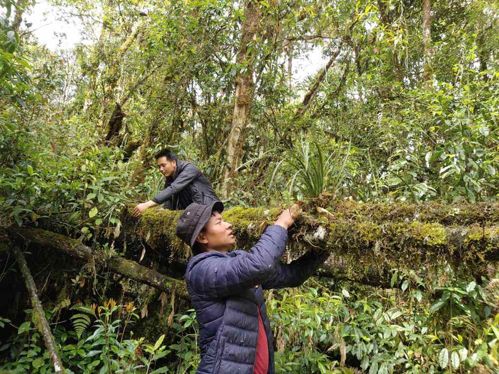 蘭花歸野。圖片由山水自然保護(hù)中心提供