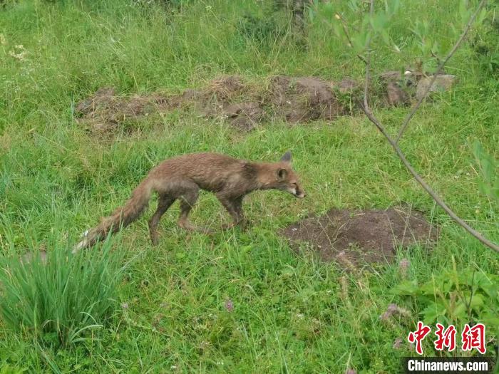 青?；ブ骄戎鷩?guó)家二級(jí)保護(hù)野生動(dòng)物赤狐