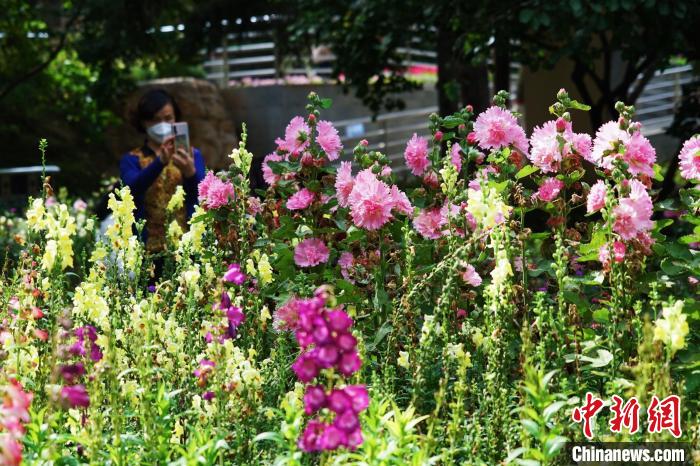 圖為市民在西寧園林植物園內(nèi)賞花拍照?！●R銘言 攝