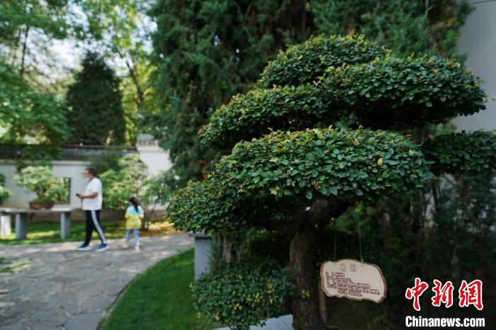 圖為在西寧園林植物園內(nèi)，造型奇特的盆景吸引市民。　馬銘言 攝