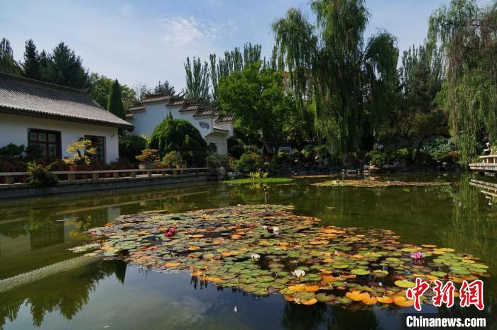 圖為西寧園林植物園秋日風(fēng)景別有韻味。　馬銘言 攝