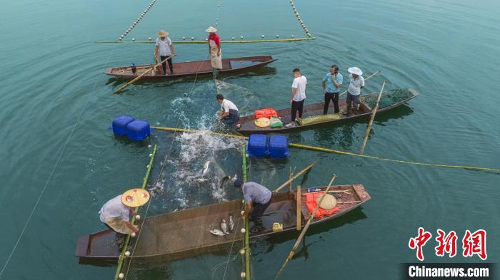 捕魚(yú)現(xiàn)場(chǎng)。　主辦方供圖