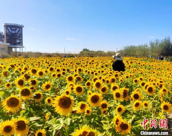 圖為格爾木境內(nèi)的向日葵花海?！「駹柲救诿襟w中心供圖